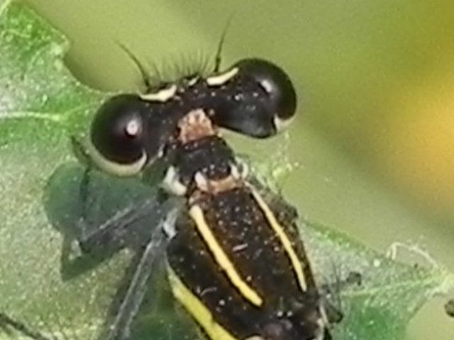 domesfly