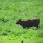 Bull