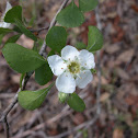 Strongbark