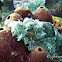Bearded Scorpionfish