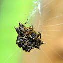 Spiny Orb-weaver