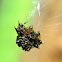 Spiny Orb-weaver