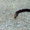 Cottonmouth