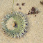 Sea anemone