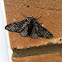 Peppered Moth