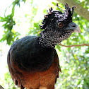Great Curassow (female)