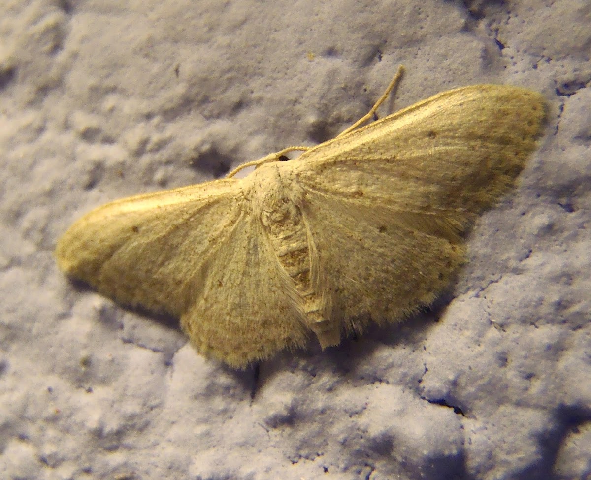Polilla Geometridae sp. Scopula