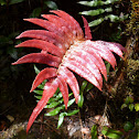 Blechnum vestitum