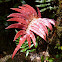 Blechnum vestitum