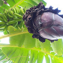 Banana tree