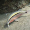 Dash-and-dot goatfish