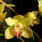 orchid