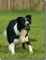 hellhound- border collie -dreamstime_4723225