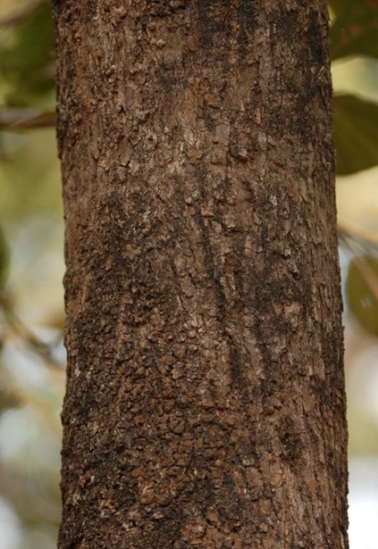 camo1