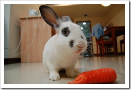 bunny5
