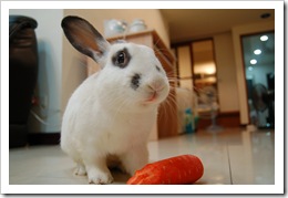 bunny6