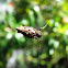 Cyclosa sp.