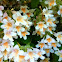 Beauty Bush