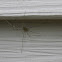 Daddy long-legs