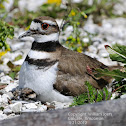 Killdeer