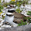 Killdeer