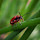 Biodiversity in Germany