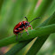Lilioceris Beetle