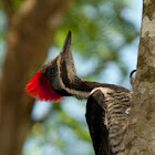 Lineated woodpecker