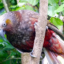 Kākā