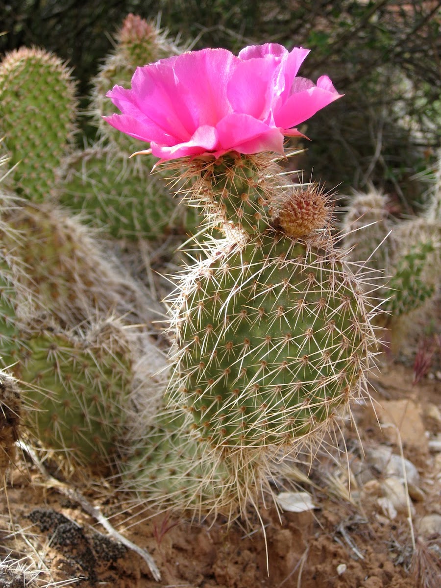 Plains Prickly-Pear cactus
