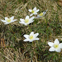 Wood anemone