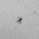 Saitis jumping spider