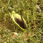 Spotted Arum