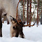 Reindeer