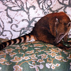 Sotuh American Coati