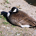 Canada Goose