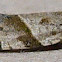 Garden Tortrix Moth