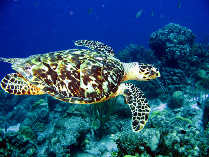 turtle