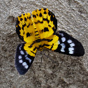 False Tiger Moth  