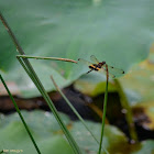 Yellow-striped Flutterer