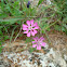 Silene