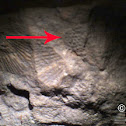 Crinoid Fossil