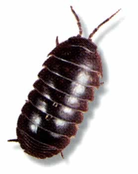 [pill_bug[5].jpg]