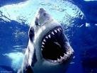 [shark[9].jpg]