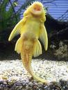 [sucker fish 2[9].jpg]