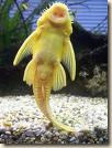 sucker fish 2