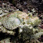 Spotted Scorpionfish