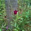 Purple Poppy Mallow