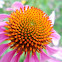 Tennessee Cone Flower