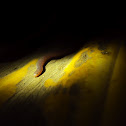 Brahminy Worm Snake